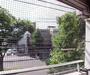 眺望　白川通りの街路樹が見えます。