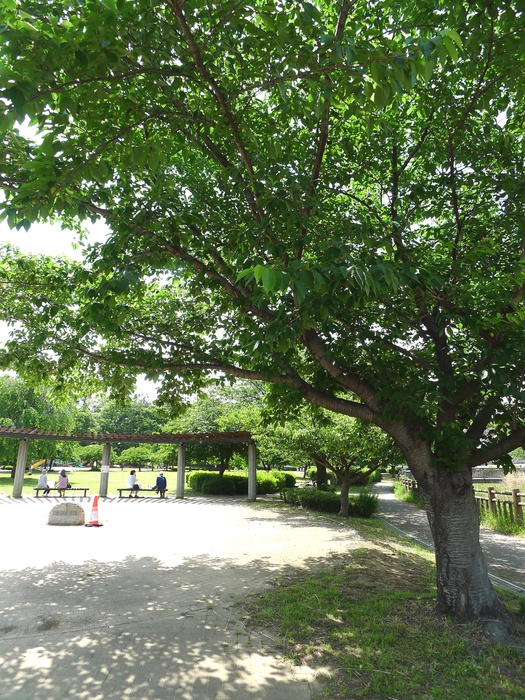 公園　井沼方公園（公園）まで230m