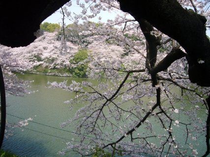 その他　千鳥ヶ淵の桜 01（その他）まで1502m