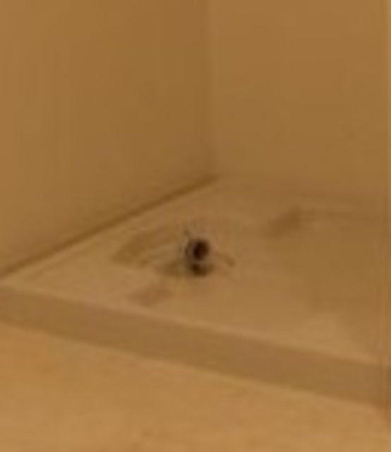その他　室内洗濯機置場