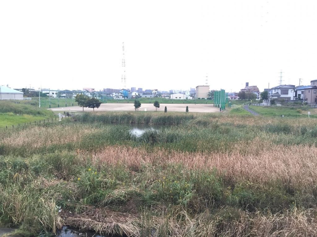 公園　柳島治水緑地（公園）まで1650m