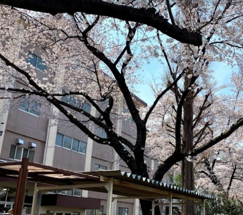 中学校　国立市立国立第一中学校（中学校）まで1166m