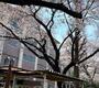 中学校　国立市立国立第一中学校（中学校）まで1166m