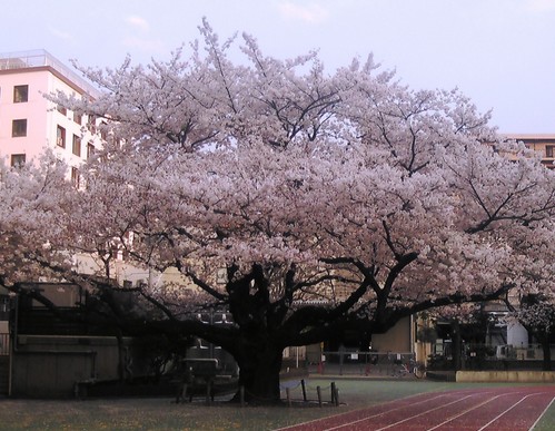 小学校　板橋区立 志村第三小学校（小学校）まで356m
