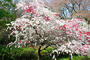 公園　都立砧公園北門（公園）まで1101m