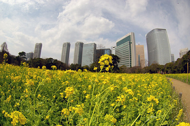 公園　浜離宮庭園（公園）まで1200m