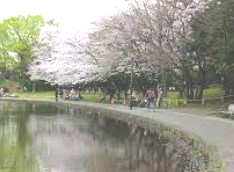 公園　せせらぎ公園（公園）まで1492m