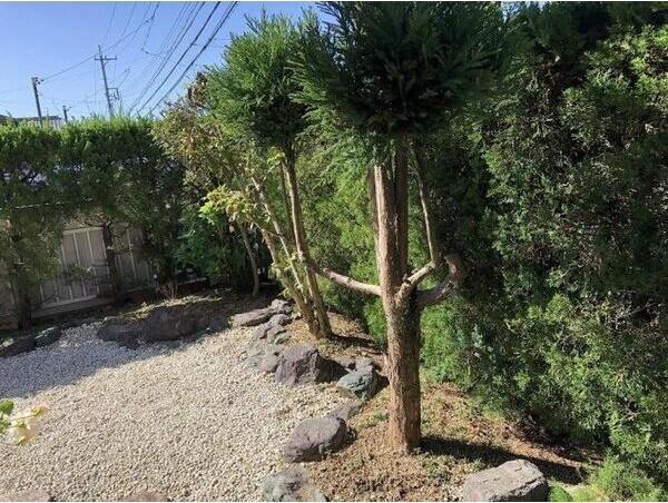 庭