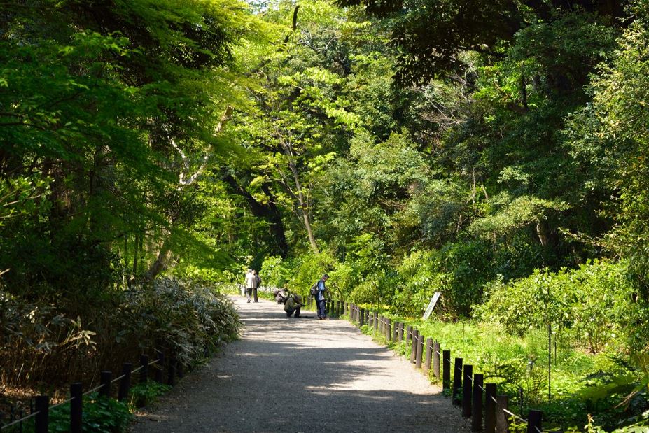 公園　国立科学博物館附属自然教育園（公園）まで300m