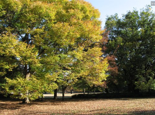 公園　砧公園（公園）まで1523m