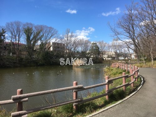 公園　菊名池公園（公園）まで246m