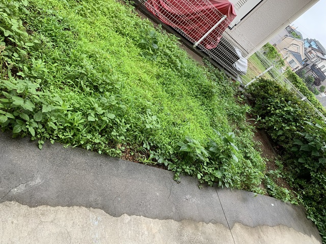 庭　専用庭の様子です