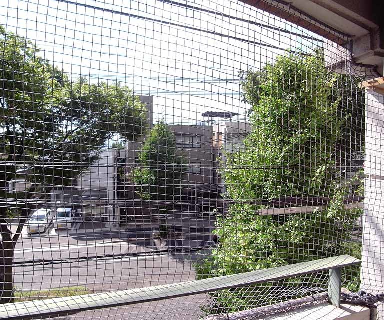 眺望　白川通りの街路樹が見えます。