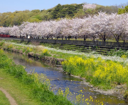 公園　野川緑道（公園）まで857m