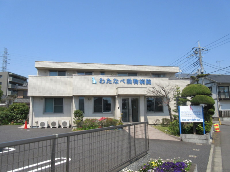 病院　わたなべ動物病院（病院）まで1088m