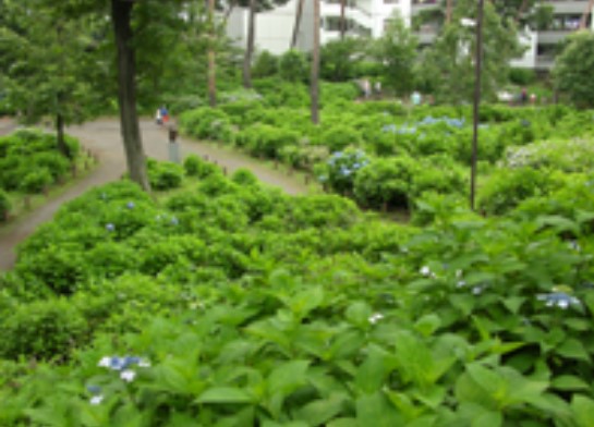 公園　あじさい公園（公園）まで2583m