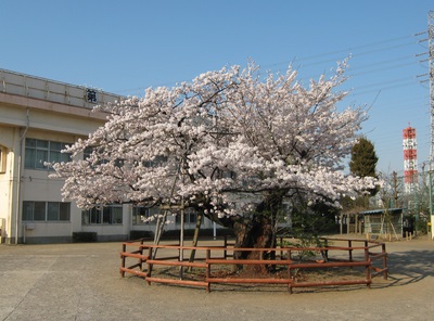 小学校　八王子市立 第八小学校（小学校）まで288m