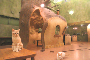 その他　猫カフェ（てまりのおうち）（その他）まで415m