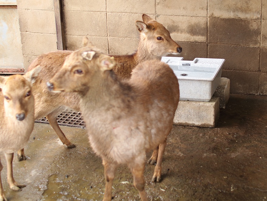公園　昭和公園動物園（公園）まで832m