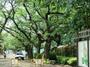 公園　羽根木小緑地（公園）まで479m