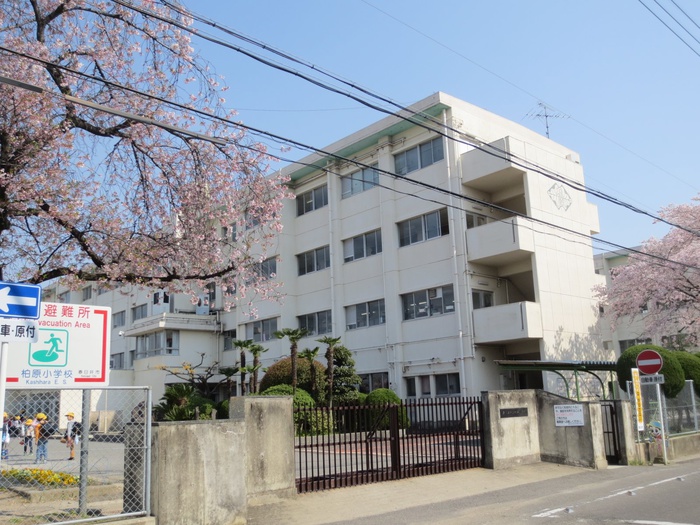 小学校　柏原小学校（小学校）まで70m