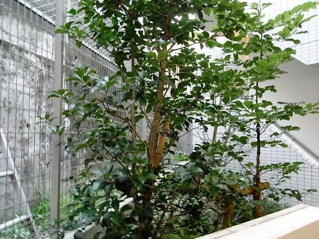 庭　エントランス内植栽