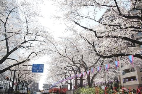 公園　播磨坂さくら並木（公園）まで215m