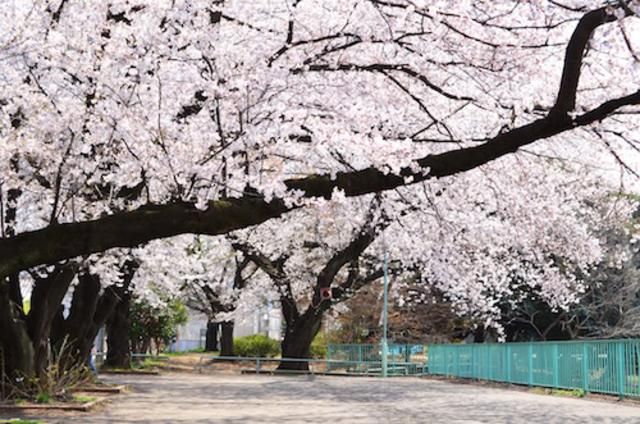 公園　白山公園（公園）まで1008m