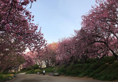 公園　菊名桜山公園（公園）まで844m