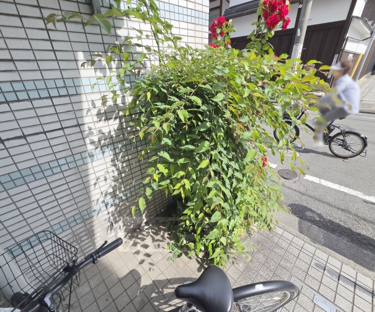 庭