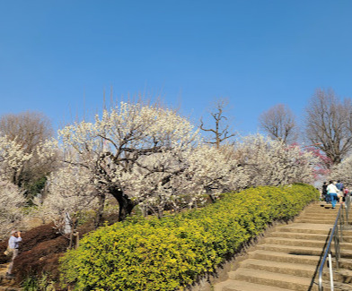 公園　羽根木公園（公園）まで664m
