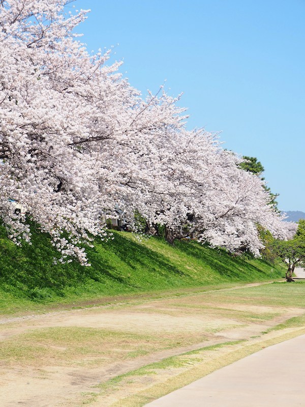 その他　賀茂川?河川敷