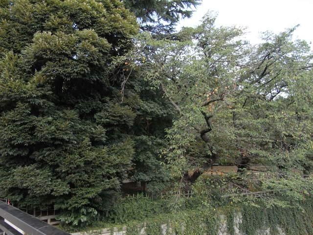 公園　哲学堂公園（公園）まで200m