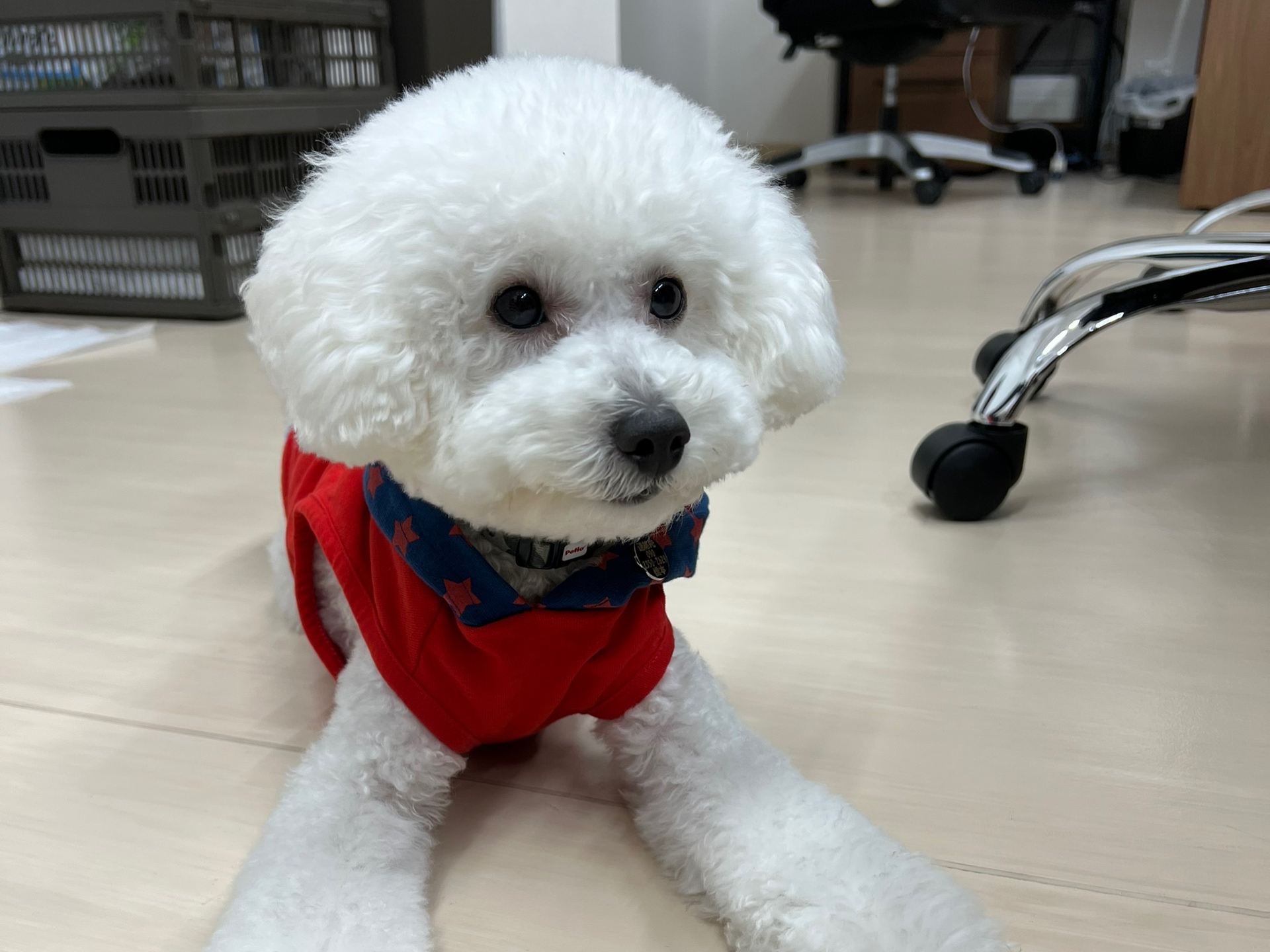 看板犬の小芋(こいも）に運が良ければ会えるかも・・・！★