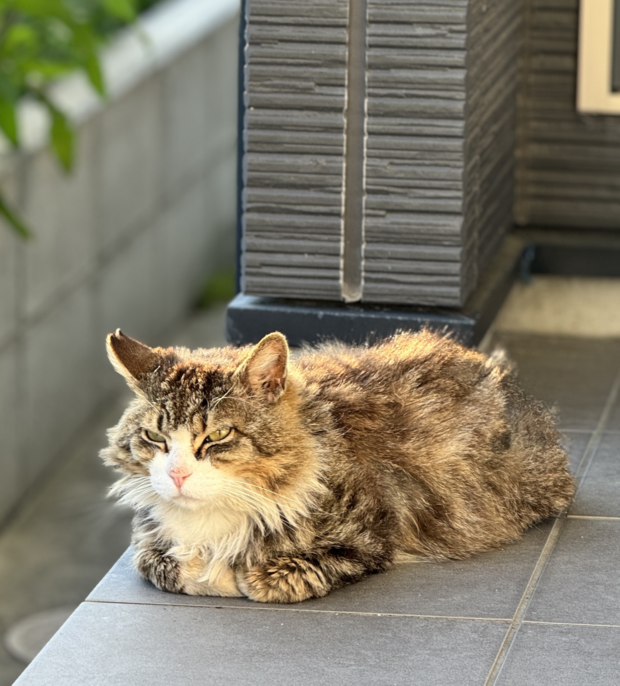 当店でのご契約の場合は、仲介手数料不要ですので初期費用がおトク（個人契約のみ、その他対象外物件あり）