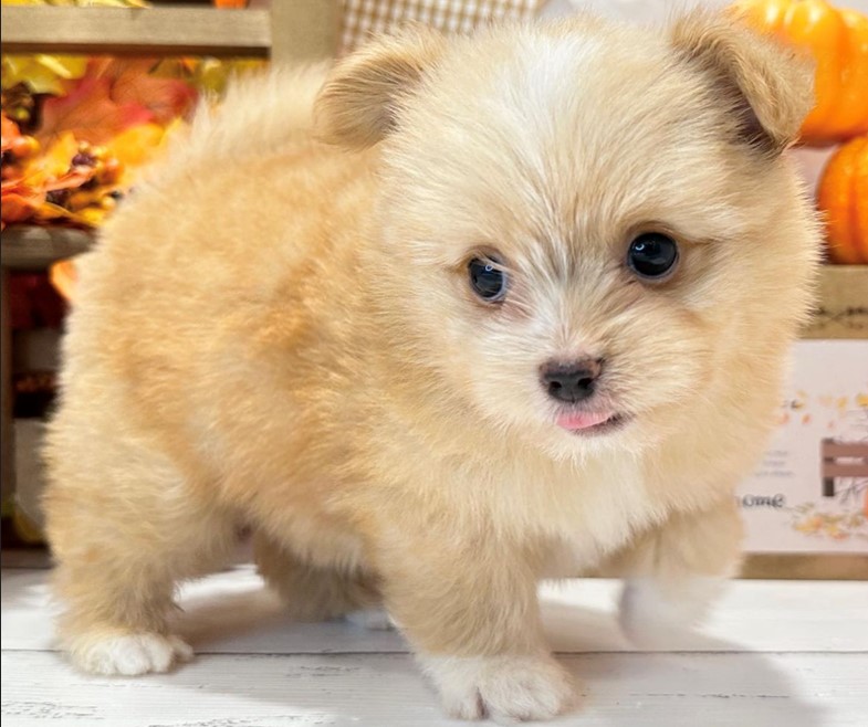 ペット不可のお部屋も多数ございます。