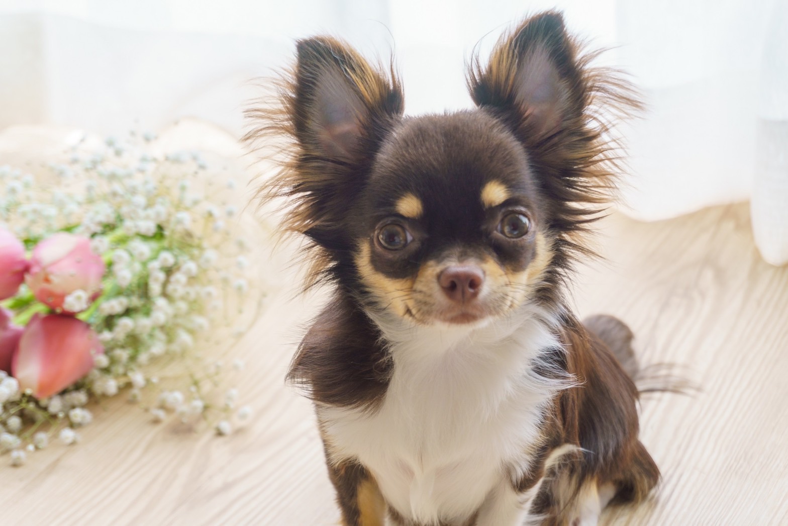 富山の賃貸でペットを飼うことができる物件を紹介します。<br>弊社の管理物件はほとんどがペット可能な物件です。<br>