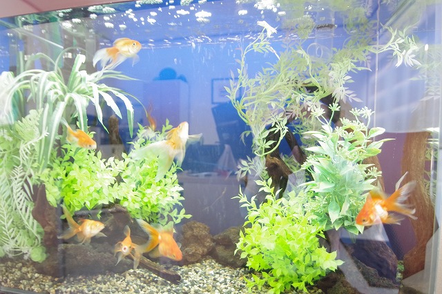 『素敵なお部屋探し』をテーマに経験豊富なスタッフがお部屋探しをサポートいたします！