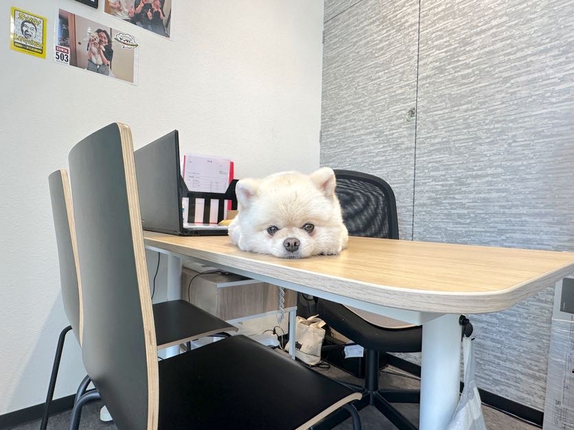 弊社では看板犬のすももちゃんもお待ちしております！！