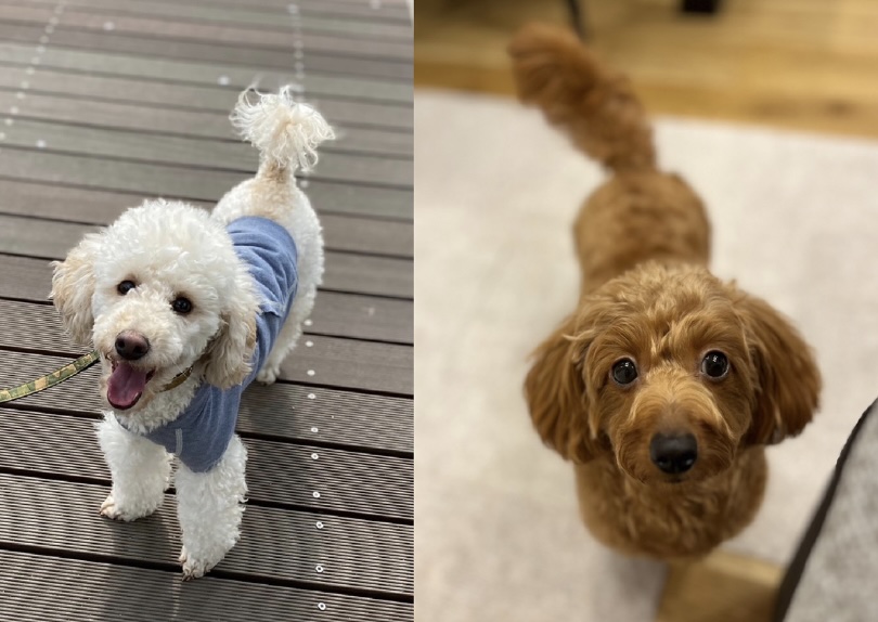 愛するペットと暮らせる理想の住まい、見つけませんか？