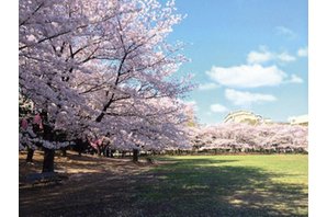 ヴィークコート蕨南町桜並木の周辺環境の特徴画像