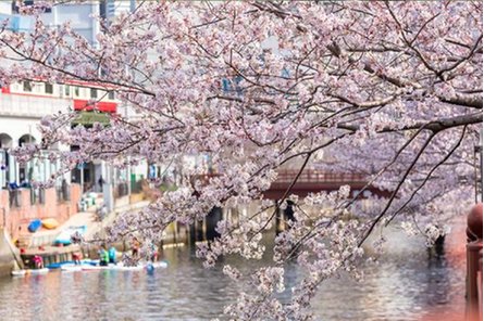 レ・ジェイド横濱桜木町の取材レポート画像